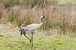Images Dated 13th April 2007: Common Crane – young male Norfolk UK 004277