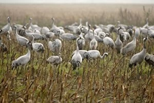 Common Cranes - in field