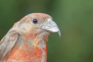 Images Dated 8th July 2011: Common Crossbill
