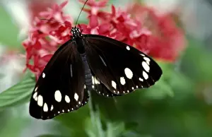 Common Crow Butterfly - male at Pentas flower New South Wales, Australia. CLY02011