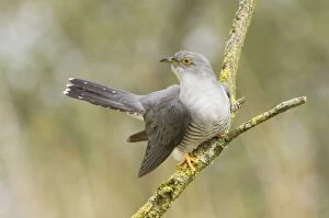 Images Dated 1st May 2008: Common Cuckoo - Adult male display