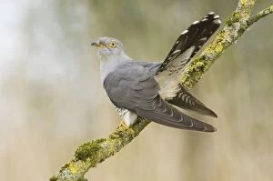 Images Dated 1st May 2008: Common Cuckoo - Adult male display - Overijssel - De Wieden - The Netherlands