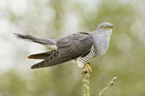 Images Dated 1st May 2008: Common Cuckoo - Adult male display - Overijssel - De Wieden - The Netherlands