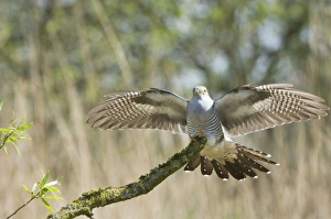 Images Dated 2nd May 2008: Common Cuckoo - Adult male display - Overijssel - De Wieden - The Netherlands