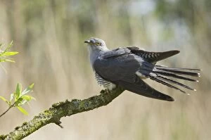 Images Dated 2nd May 2008: Common Cuckoo - Adult male display - Overijssel - De Wieden - The Netherlands