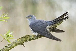 Images Dated 2nd May 2008: Common Cuckoo - Adult male display - Overijssel - De Wieden - The Netherlands