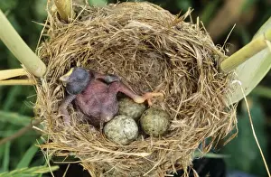 Newborn Prints: Common Cuckoo - chick in Reed Warbler's nest UK