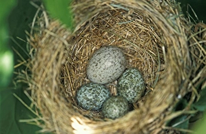 Common Cuckoo - Eggs of the reed warbler and of the Common Cuckoo Common Cuckoo - Eggs of the reed warbler and of the Common Cuckoo