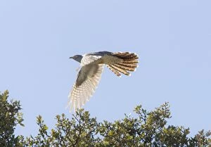Images Dated 3rd April 2008: Common Cuckoo in flight Ronda Spain April