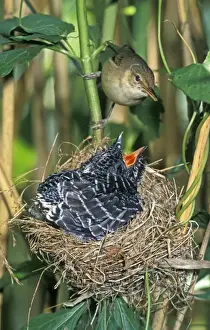 Cuckoos Prints: Common Cuckoo - Juvenile is growing too big for nest - Being fed by Reed Warbler - The Netherlands - Overijssel