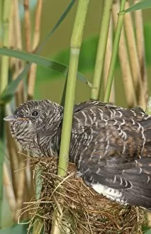 Common Cuckoo - Juvenile is growing too big for nest of the reed warbler