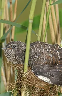 Cuckoos Prints: Common Cuckoo - Juvenile is growing too big for nest of the reed warbler The Netherlands