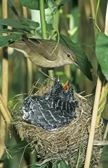Common Cuckoo - Juvenile in nest being fed by Reed Warbler