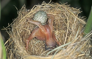 Common Cuckoo - Juvenile is throwing eggs of Reed Warbler out of nest Common Cuckoo - Juvenile is throwing eggs of Reed Warbler out of nest