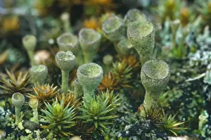 Lichens Prints: Common Cup Lichen New Forest Heathland, UK