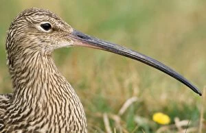 Common Curlew - close-up