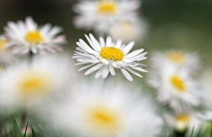 <b class=qtipBold><figcaption>Common DAISY</figcaption></b><br>USH-1303 Common DAISY Bellis perennis Duncan Usher Please note that prints are personal display purposes only and may not be reproduced in any way.<br><em>© ? Duncan Usher / ardea.com</em> Common DAISY