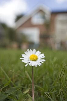 Images Dated 3rd May 2006: Common Daisy Single flower in garden lawn Norfolk UK