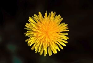 Images Dated 10th May 2007: Common Dandelion Flower