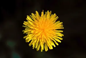 Dandelion Prints: Common Dandelion Flower