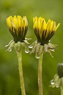 Common dandelion - flowers closed up in dull rainy weather