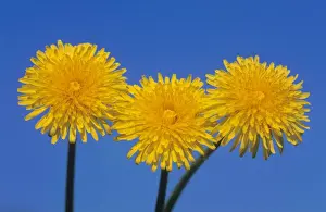 Dandelion Prints: Common Dandelion - growing between flag-stones
