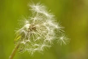 Images Dated 26th April 2011: Common Dandelion - seeds about to disperse in