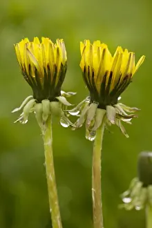 Dandelion Prints: Common dandelion (Taraxacum officinale) - flowers closed up in dull rainy weather. UK