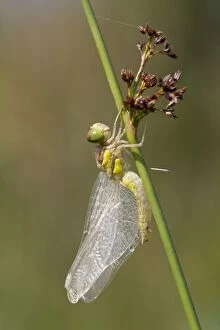 Images Dated 29th July 2012: Common Darter Dragonfly - immature