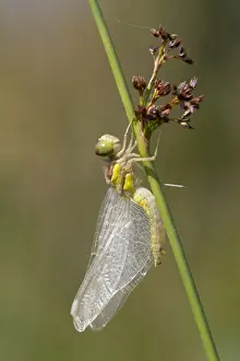 Emerged Prints: Common Darter Dragonfly - immature - Cornwall, UK