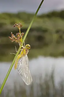 Emerged Prints: Common Darter Dragonfly - immature - Cornwall, UK