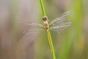 Emerged Prints: Common Darter Dragonfly - newly emerged male - Cornwall, UK