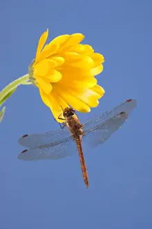 Calendula Prints: Common Darter Dragonfly Perched on calendula flower Norfolk UK