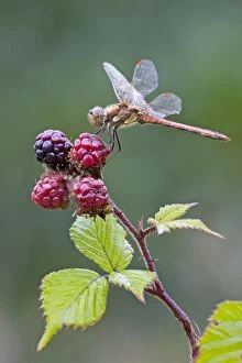 Blackberries Gallery: Common Darter Dragonfly - resting on top of Blackberries - June
