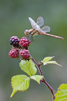 Cannock Chase Prints: Common Darter Dragonfly - resting on top of Blackberries - June - Cannock Chase - Staffordshire - England