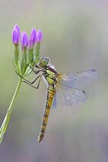 Images Dated 12th July 2008: Common Darter Dragonfly - resting on Common Centaury flower - July - Cannock Chase - Staffordshire