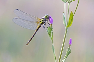 Images Dated 12th July 2008: Common Darter Dragonfly - resting on Common Centaury flower - July - Cannock Chase - Staffordshire