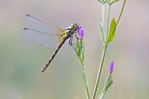 Butterflies & Insects Gallery: Common Darter Dragonfly - resting on Common Centaury flower - July