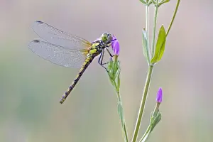 Hunter Prints: Common Darter Dragonfly - resting on Common Centaury flower - July - Cannock Chase - Staffordshire - England