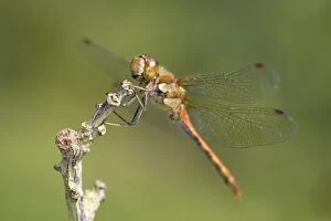 Common Darter Dragonfly - resting on twig