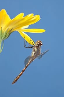 Images Dated 6th October 2005: Common Darter on Flower UK