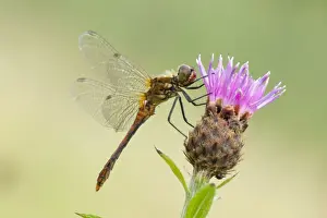 Cannock Chase Prints: Common Darter - resting on Knapweed flower - male - August - Cannock Chase - Staffordshire - England