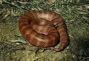 Snakes Prints: Common death adder - dangerously venomous. Uses slender tip of tail as lure