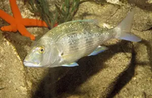 Common Dentex European Coasts