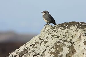 Common diuca-finch perched on lava boulder