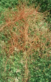 Common Dodder - Parasitic plant, rare in UK, status vulnerable