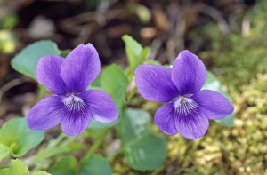 Images Dated 20th December 2006: Common Dog Violet