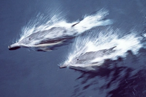 <b class=qtipBold><figcaption>Common Dolphin - Two</figcaption></b><br>AU-2-MS COMMON DOLPHIN - two Delphinus delphis Auscape Please note that prints are for personal display purposes only and may not be reproduced in any way.<br><em>© Ardea 2007 - All Rights Reserved</em> Common Dolphin - Two