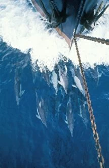 Common Dolphin - Bow riding