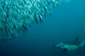 Images Dated 3rd July 2010: Common Dolphin chasing baitball (school of small)